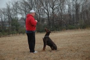Dog Training k9 doberman