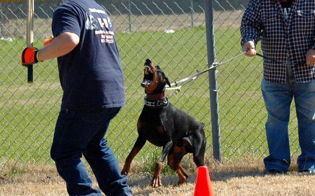 Aggression Rehab and Behavior Modification