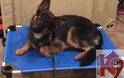 Should We Get a Second Dog?