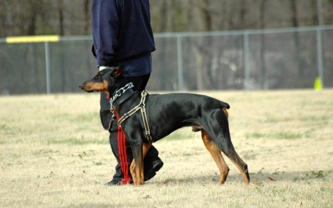 How Often Should I Train My Dog?