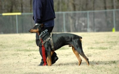 How Often Should I Train My Dog?