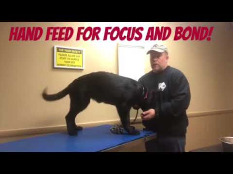 Hand feeding your puppy will create bond and focus.