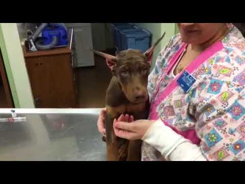 How to Tape a Doberman’s Ears