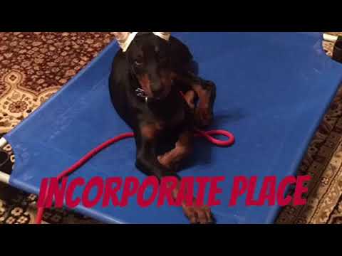 Puppy recall – a fun game