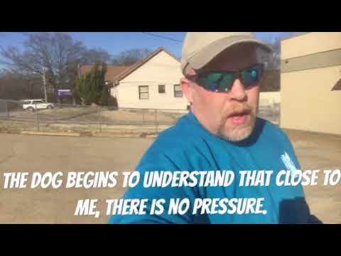 Using a prong collar with a reactive dog.