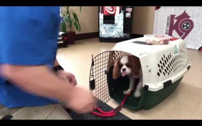 Teaching a pup to kennel